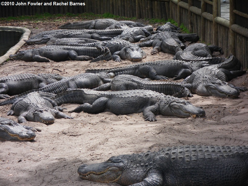 American Alligator Alligator mississippiensis 